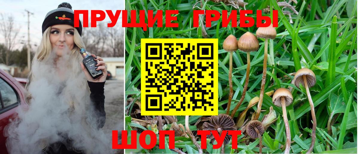 продажа наркотиков  Галлюциногенные грибы MAGIC MUSHROOMS  Балахна  Псилоцибиновые грибы Magic Shrooms 